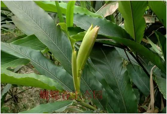 草豆蔻,姜科山姜属植物草豆蔻(alpiniakatsumadai)近成熟种子.
