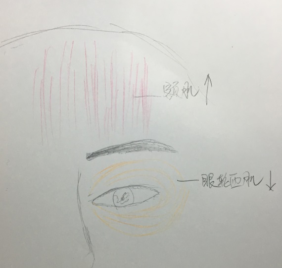 眼轮匝肌——下降上方:额肌——上提1)眉毛:比如肉毒素的作用就是放松
