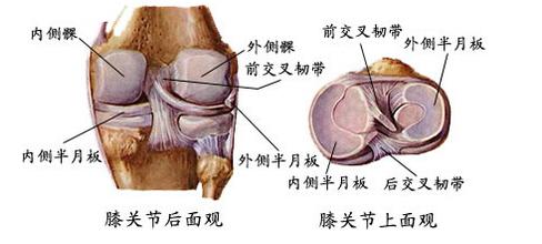 膝关节半月板损伤怎么办?