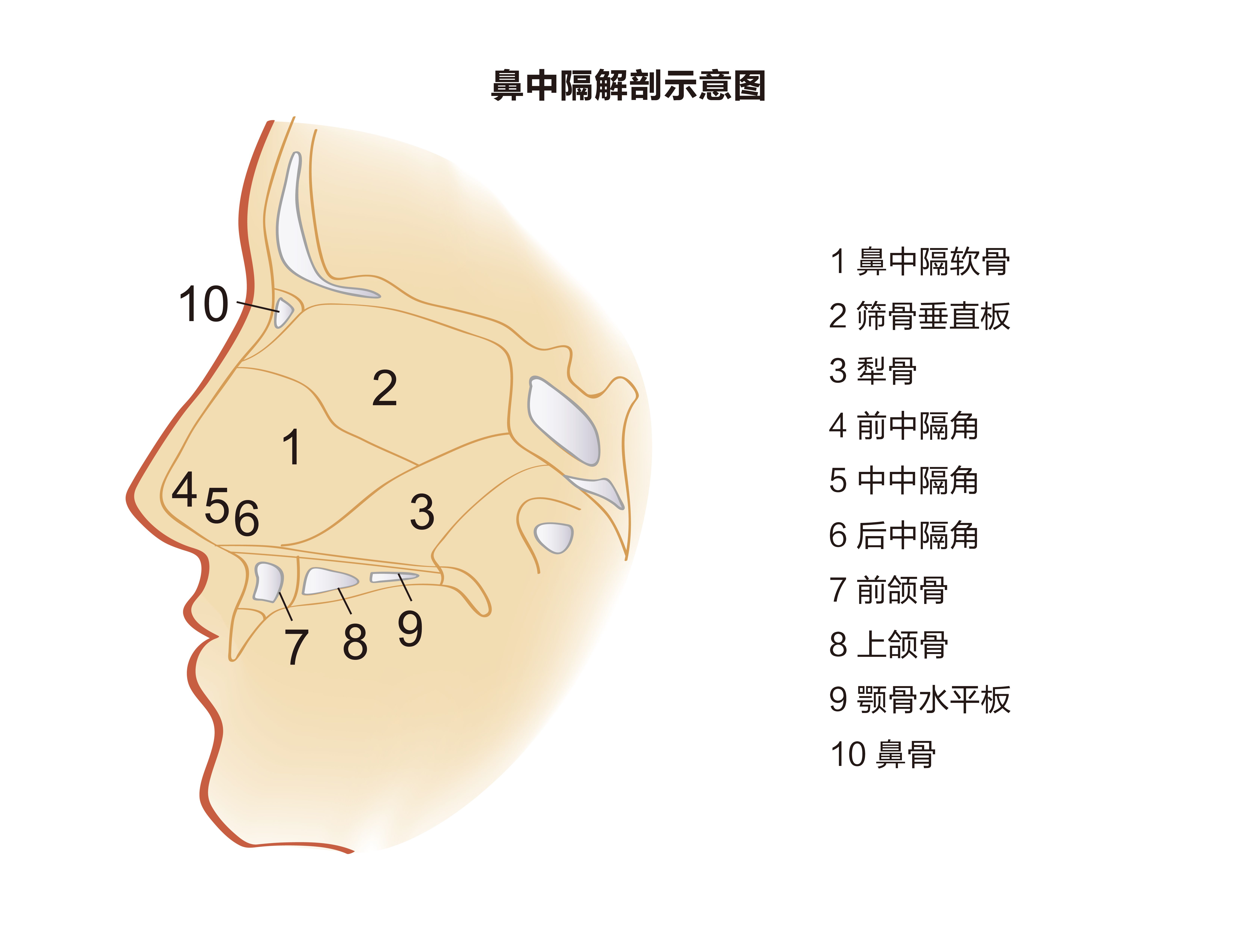 鼻子构造图解解剖图图片