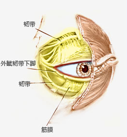 外眦角的解剖:那么如何修复失败的外眼角,让我们从外眦的解剖开始逐一