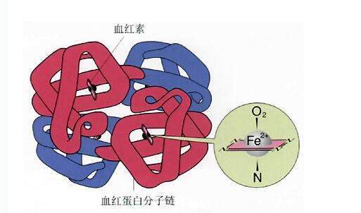 慢性再障患者,血红蛋白低怎么办?史淑荣工作室整理