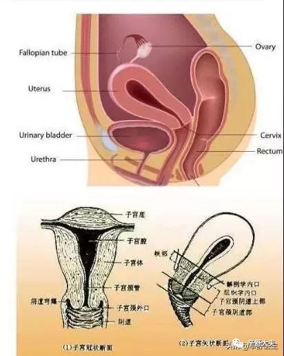 女性用自己的手是可以摸到子宫颈和阴道的尽头的(阴道后穹隆)