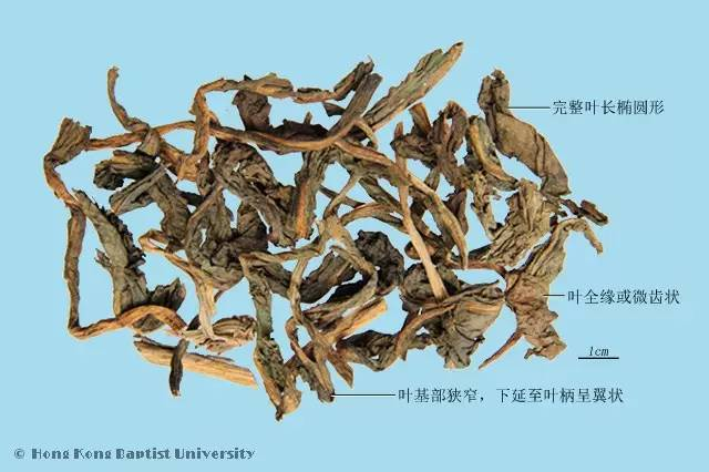 每天一味中草药:大青叶,青出于蓝而胜于蓝_张会永_副主任医师_爱问