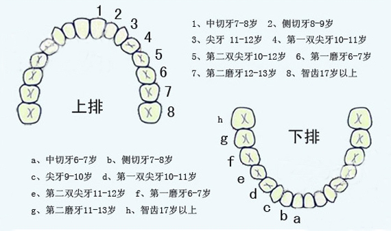 小學生正處於恆牙萌出,乳牙依次替換完畢的時期,是混合牙列階段,為