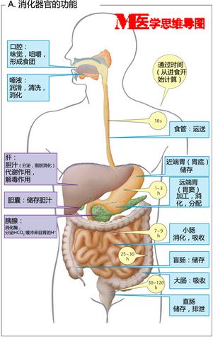 消化系统.jpg