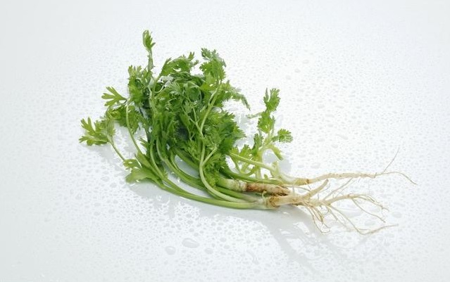 香菜根煮水喝对身体有什么好处?看看药学专家怎么说