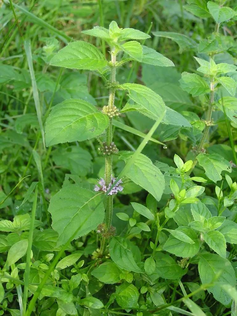 每天一味中草藥薄荷煮茶能治感冒還可緩解疲勞振奮精神