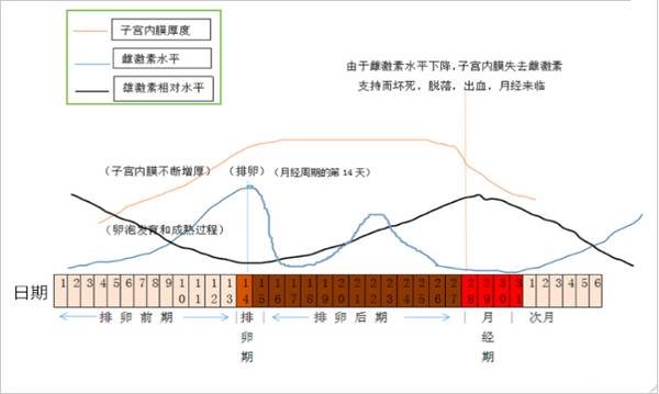 痤疮痘痘与雄激素的关系长痘痘是因为内分泌紊乱吗