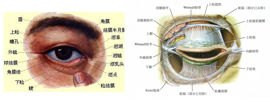 眼部皮肤组织结构图图片