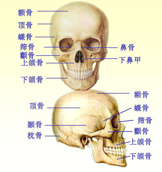 颅骨是活人头部的骨性核心,是人体骨骼中最复杂,最重要的部分,它