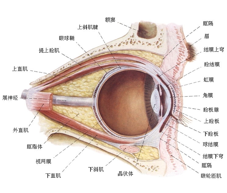 眼睑解剖示意图图片
