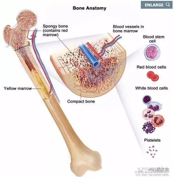 我们来看一下骨髓造血这个"工厂"是什么样的?又是如何工作的?