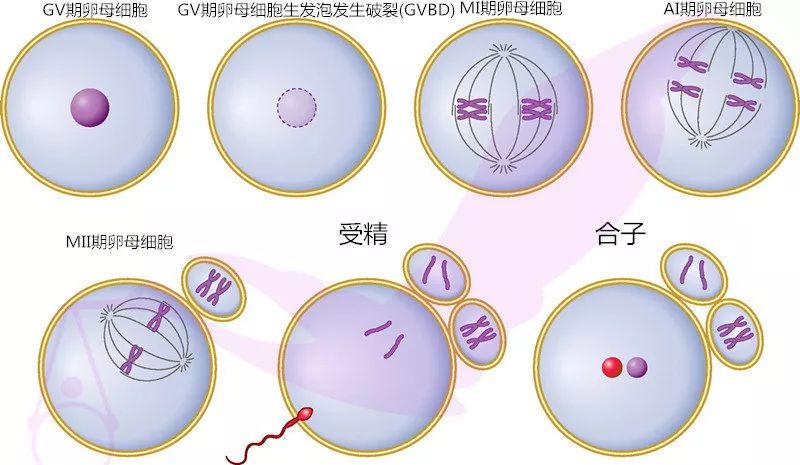 初级卵母细胞手绘图图片