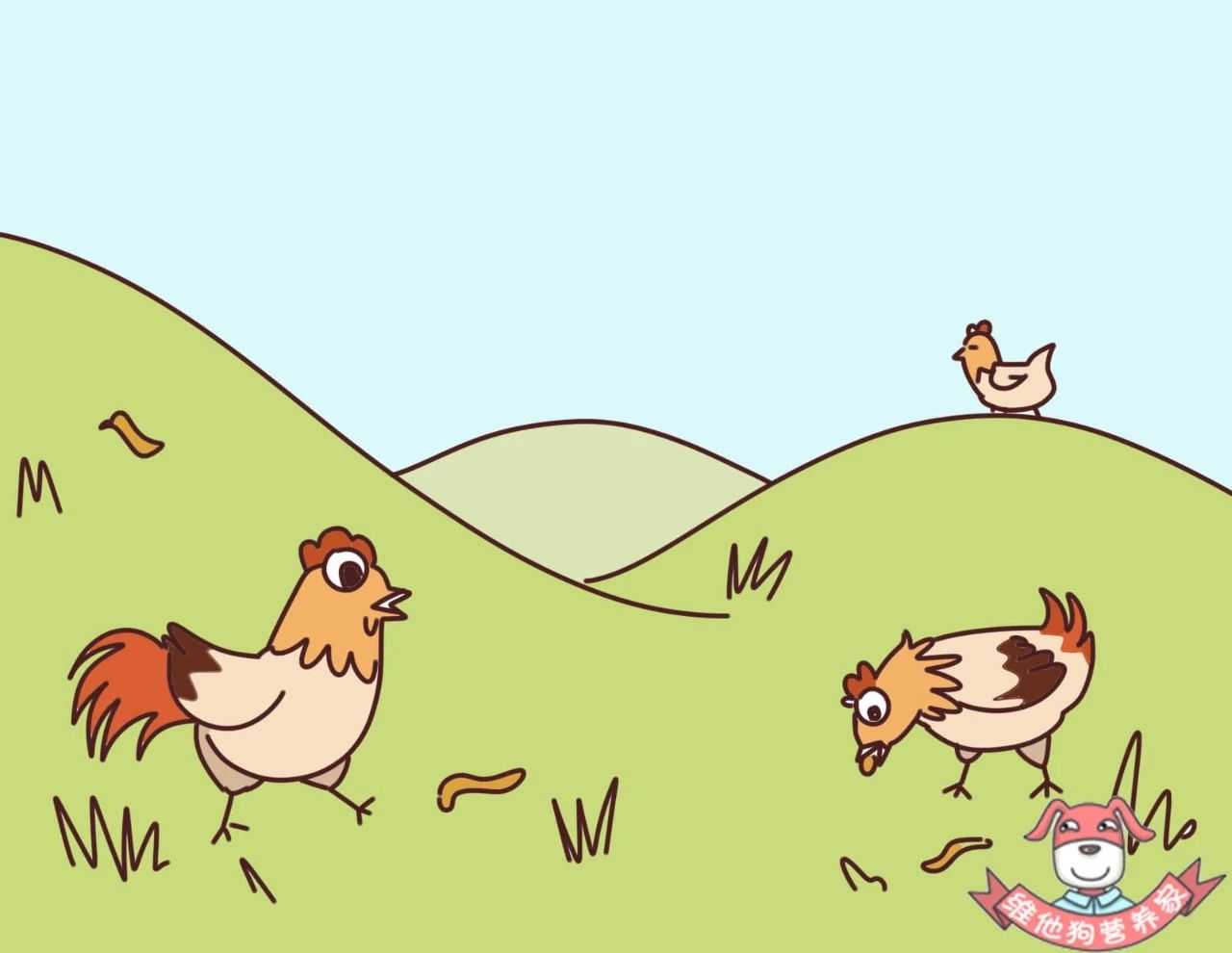 土鸡蛋贵,洋鸡蛋不营养?一招告诉你如何把鸡蛋营养最大化