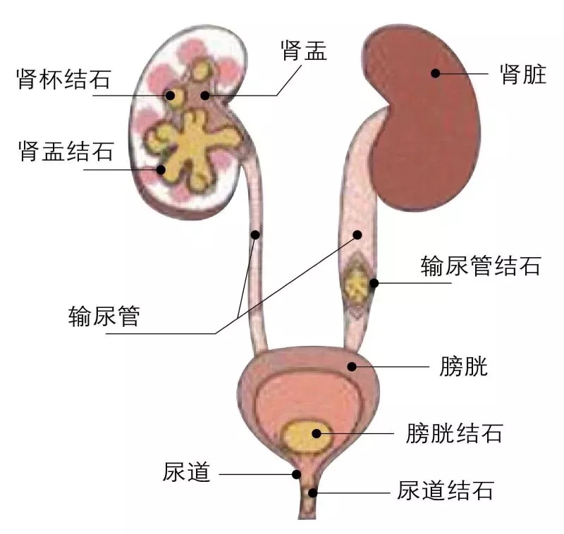 男子泌尿系统结构图图片