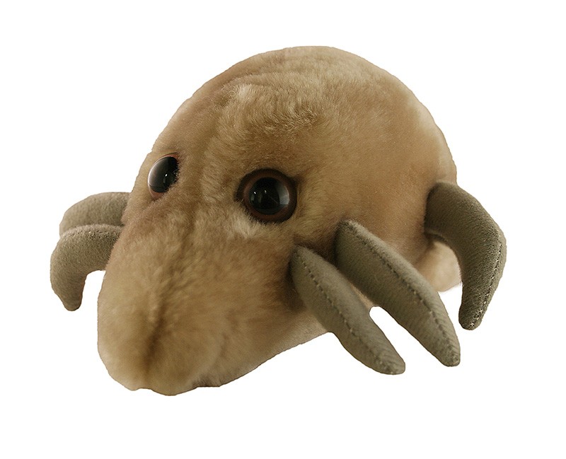 dust-mite.jpg
