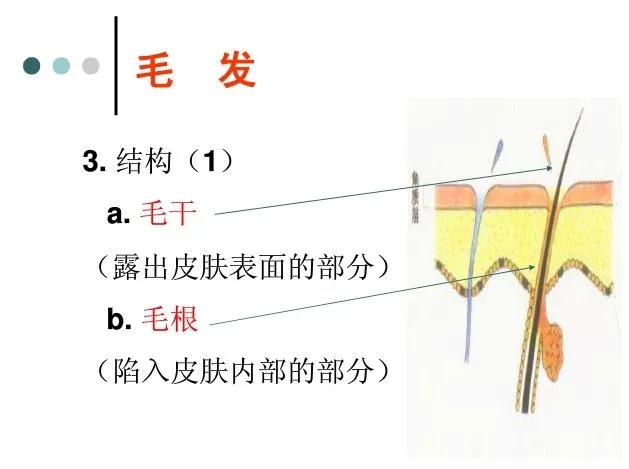 洗发先用护发素还是先用洗发水