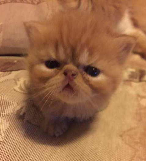 作为一只加菲猫的独白