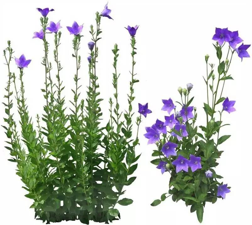 每天一味中草药:桔梗,东北的狗宝咸菜,花语:永恒不变的爱