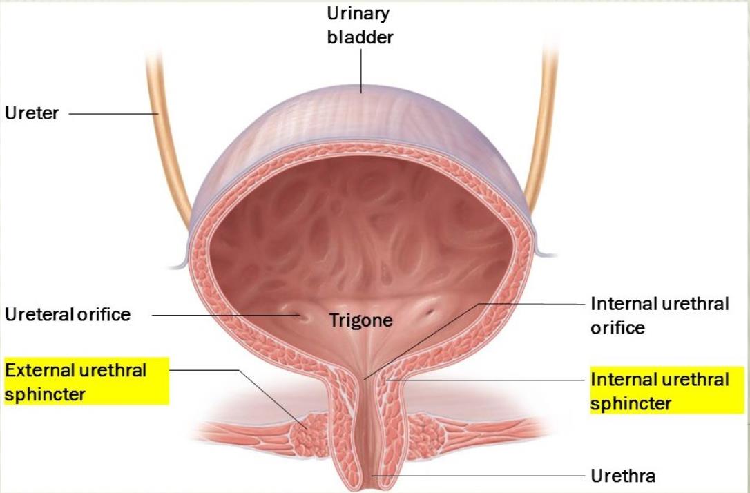 尿道内括约肌图片