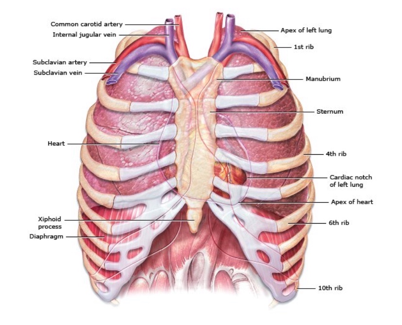 人体肋骨结构图图片