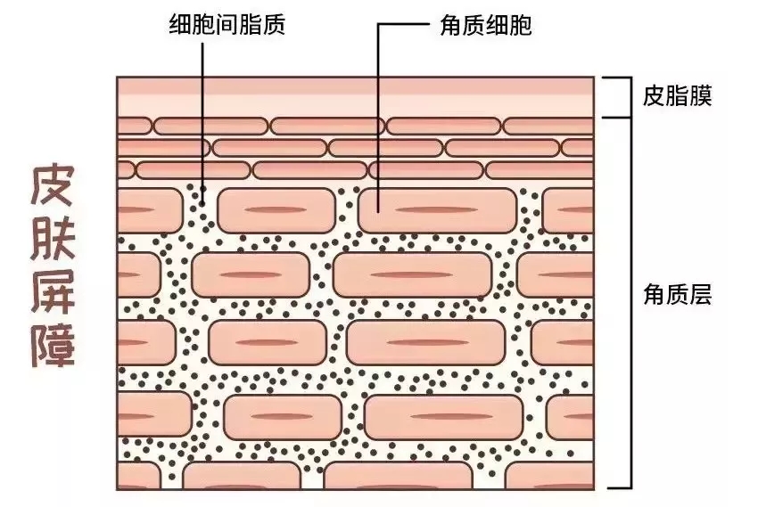 角质层砖墙结构图图片