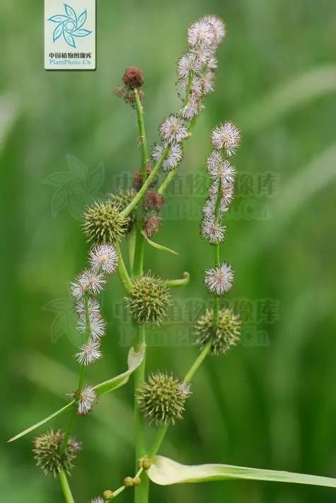 每天一味中草药:三棱,莪术的亲密小伙伴儿