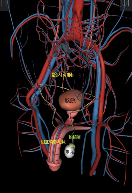 正常阴茎勃起需要血液从髂内动脉系统流入特定的勃起腔室,即阴茎尿道
