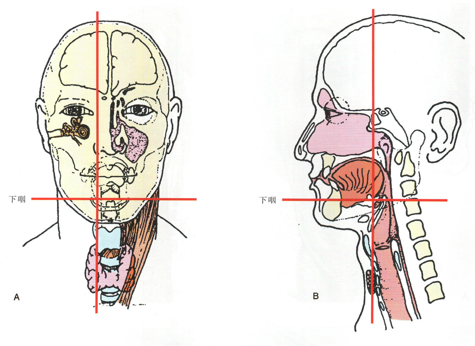 下咽癌位置图片图片