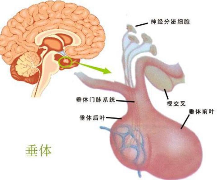 腺垂体和神经垂体图片