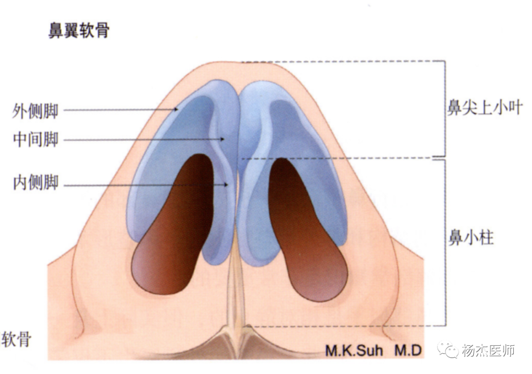 鼻软骨结构图图片