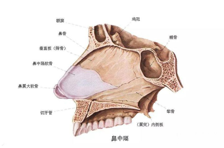 为什么不建议做鼻中隔软骨隆鼻