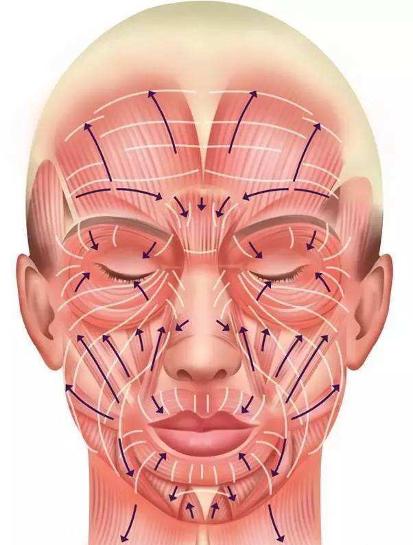 面部表情,在这些肌肉中有些肌肉是通过收缩把组织往上拉的,还有一些