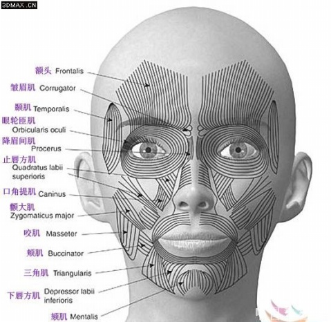 面部皮肤纹理走向图解图片