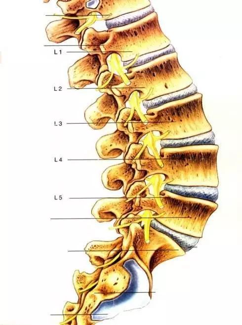 腰椎的解剖位置示意图图片