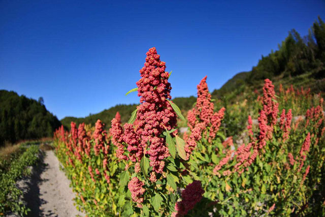 藜麦是一种草本植物的种子,它长出来的叶子也是可以吃的蔬菜.