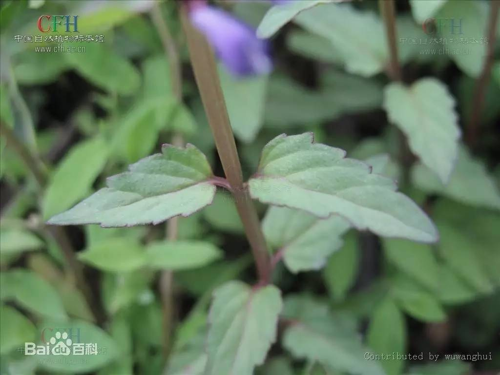 每天一味中草藥:半枝蓮,您見過這種在莖枝一側開花的植物嗎?