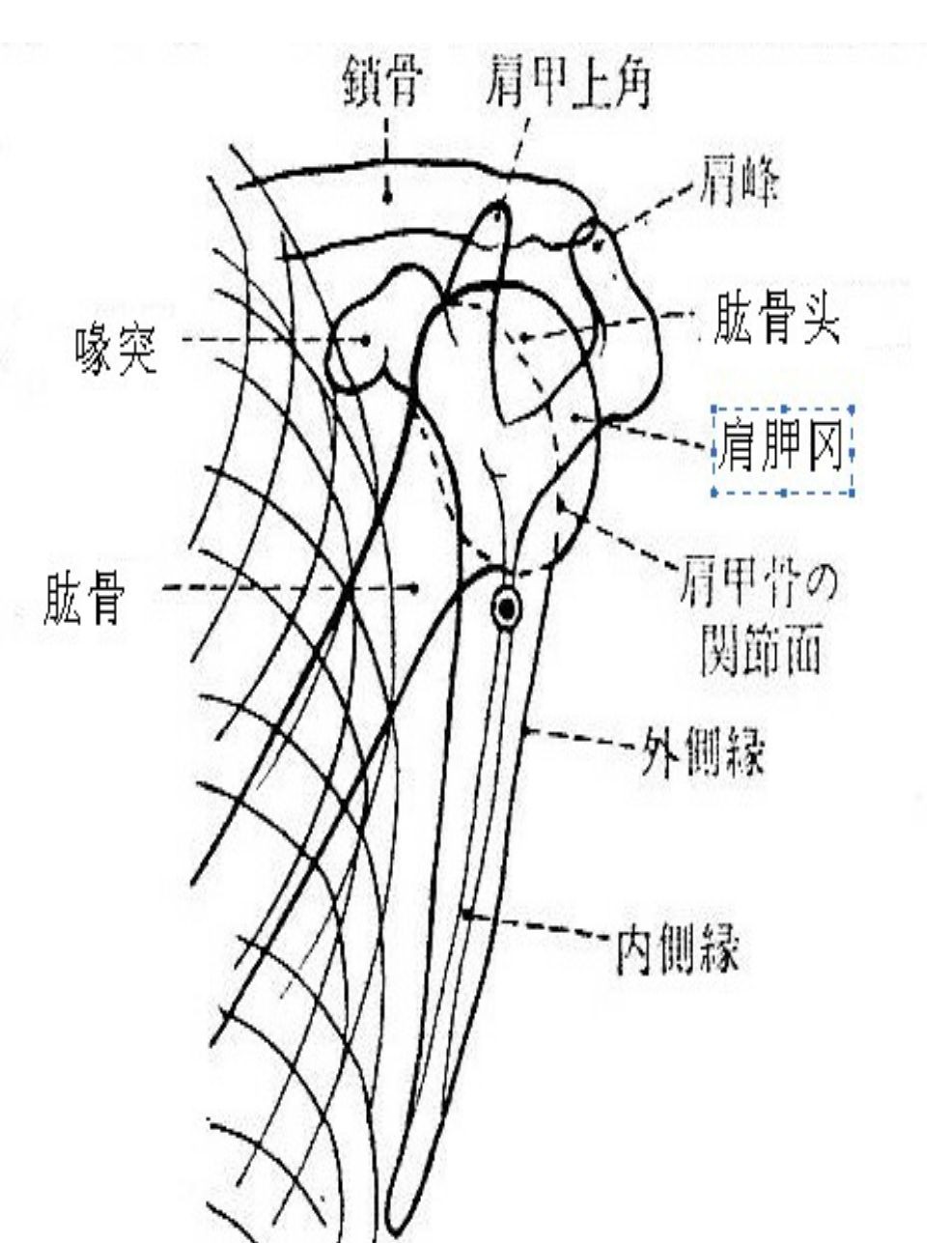 冈上肌出口位片