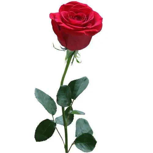 我们科室每年会定期举办"玫瑰之约"等之类的造口人联谊会,也是为了和