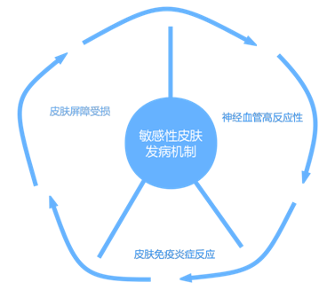 核心機制:皮膚屏障受損——神經血管反應增強——皮膚免疫炎症