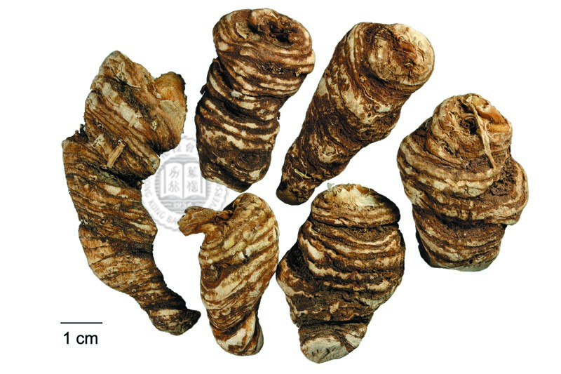 每天一味中草药:重楼,七叶一枝花,又名蚤休,能治蛇毒-张会永副主任