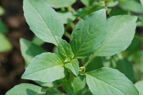 家庭常备中药之荆芥——祛风解表,治疗荨麻疹,透疹止痒