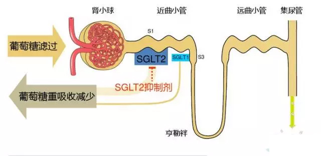 主要作用是吸收,转运葡萄糖进入血液,sglt-2几乎仅在肾近端小管的s1段