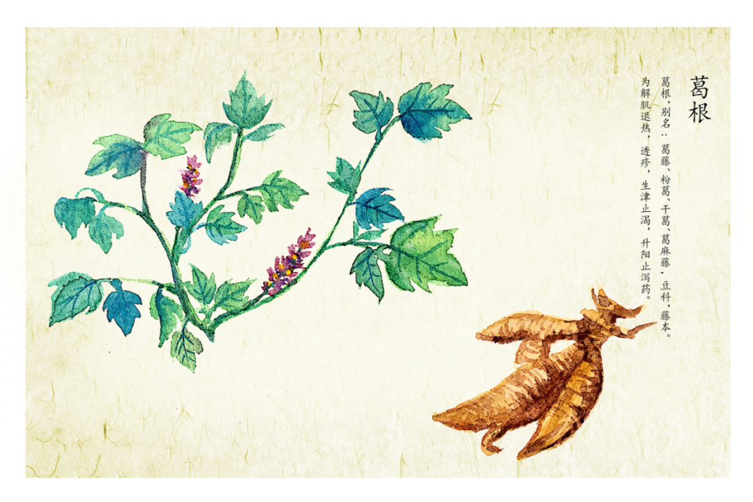 妙用葛根汤,居然可以治疗这13种疾病!