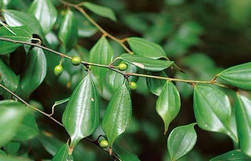 【良心科普】细说纯天然,无添加的护肤品