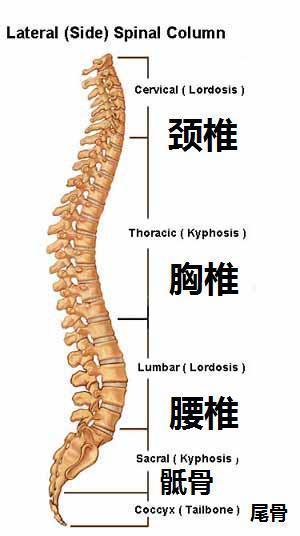 人体脊椎正常的曲度图图片