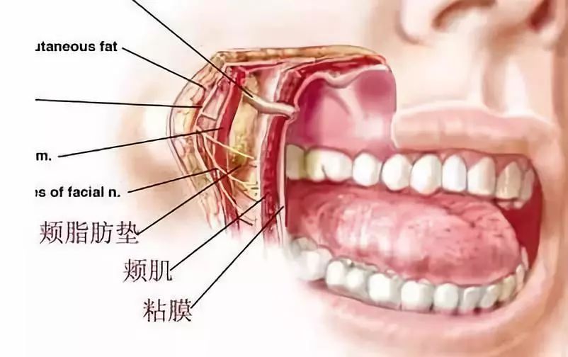 上所述,导致大脸的5个"罪魁祸首":下颌角,颧骨,颊脂垫,面部脂肪,咬肌