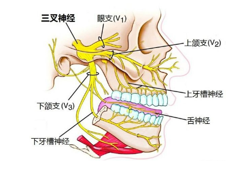 如果面部突然出现刀割一样的痛,要小心这种病.