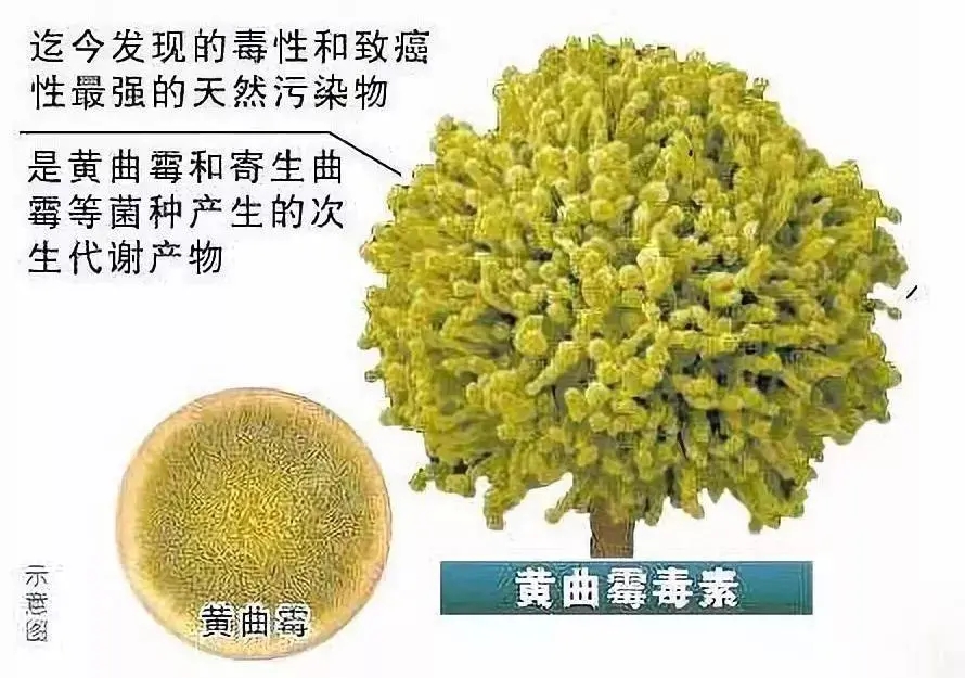 黄曲霉素—最强致癌物之一